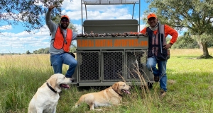 Hunting Dogs