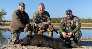 Hog Hunting