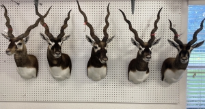 Black Buck Hunts in Florida