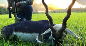 Black Buck