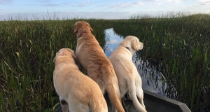 Florida Hunting Adventures
