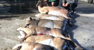 Deer Hunting Florida