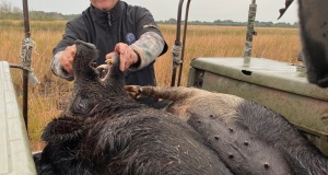 hog-hunting-trips
