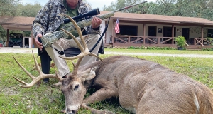 whitetaildeer