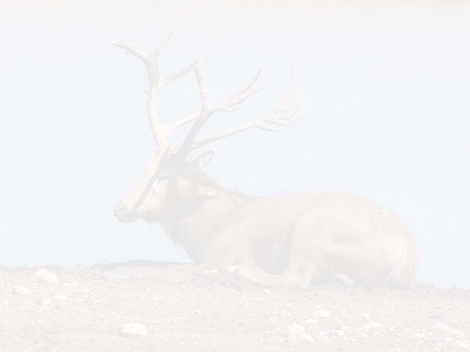 Pere Deer Hunting in Okeechobee, FL Pere Deer Hunts
