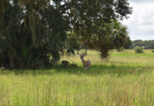 A Florida Hunting Adventures Story Hunting in Florida