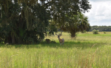 A Florida Hunting Adventures Story Hunting in Florida