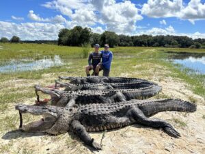 multiple gators hunted in okeechobee, fl